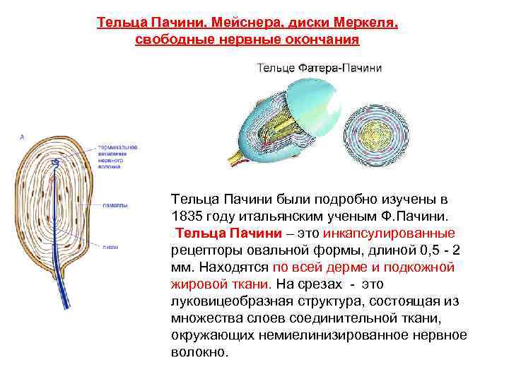 Тельца Пачини, Мейснера, диски Меркеля, свободные нервные окончания Тельца Пачини были подробно изучены в