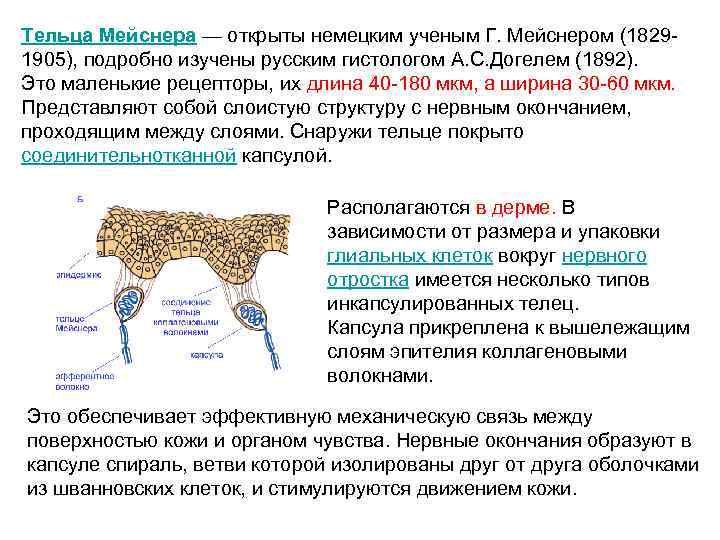 Тельце мейснера рисунок