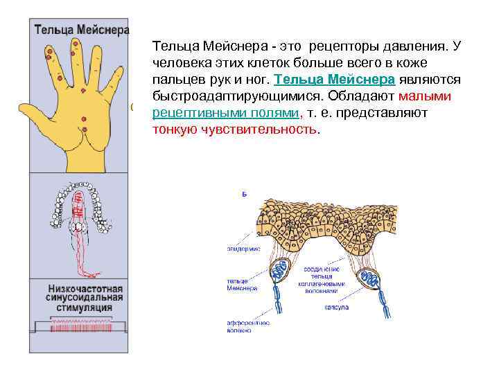 Тельца Мейснера - это рецепторы давления. У человека этих клеток больше всего в коже