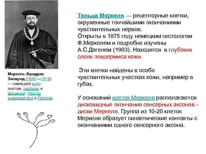 Тельца Меркеля — рецепторные клетки, окруженные тончайшими окончаниями чувствительных нервов. Открыты в 1875 году