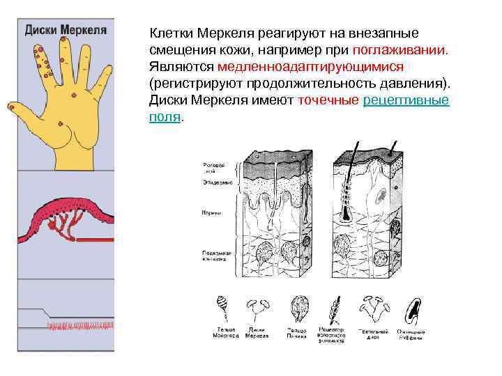 Клетки Меркеля реагируют на внезапные смещения кожи, например при поглаживании. Являются медленноадаптирующимися (регистрируют продолжительность