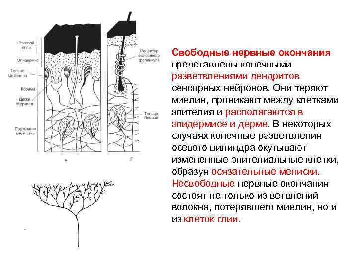 Свободные нервные окончания представлены конечными разветвлениями дендритов сенсорных нейронов. Они теряют миелин, проникают между