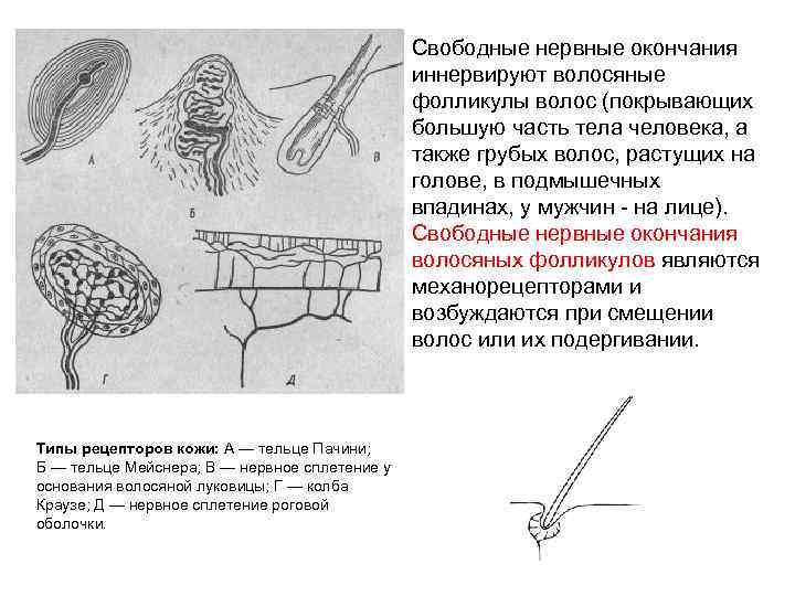 Моторные нервные окончания иннервируют