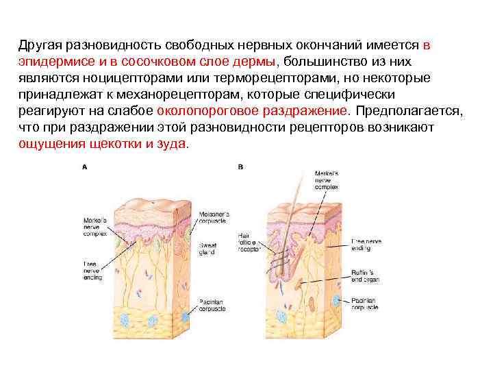 Другая разновидность свободных нервных окончаний имеется в эпидермисе и в сосочковом слое дермы, большинство