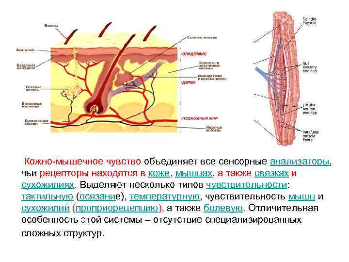  Кожно-мышечное чувство объединяет все сенсорные анализаторы, чьи рецепторы находятся в коже, мышцах, а