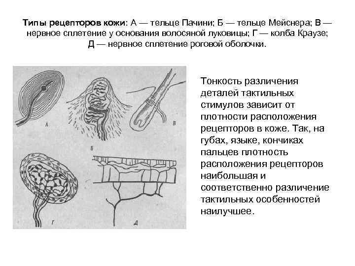 Типы рецепторов кожи: А — тельце Пачини; Б — тельце Мейснера; В — нервное