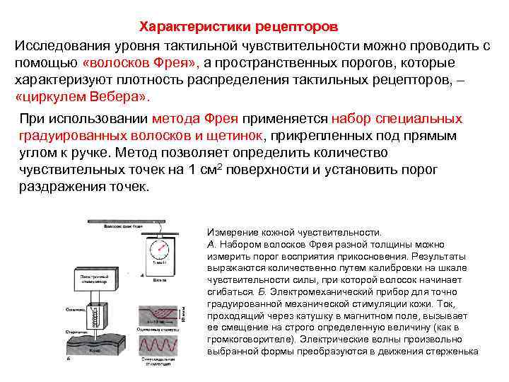 Характеристики рецепторов Исследования уровня тактильной чувствительности можно проводить с помощью «волосков Фрея» , а