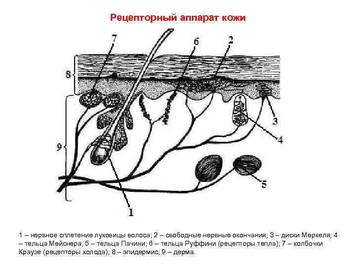 Рецепторный аппарат кожи 1 – нервное сплетение луковицы волоса; 2 – свободные нервные окончания;