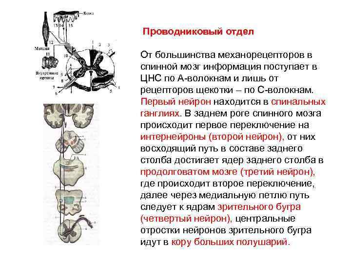 Схема пути кожного анализатора