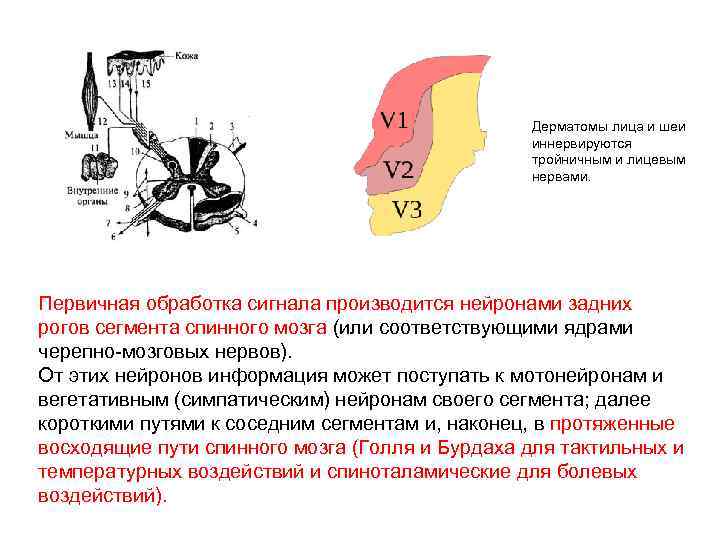 Дерматомы лица и шеи иннервируются тройничным и лицевым нервами. Первичная обработка сигнала производится нейронами