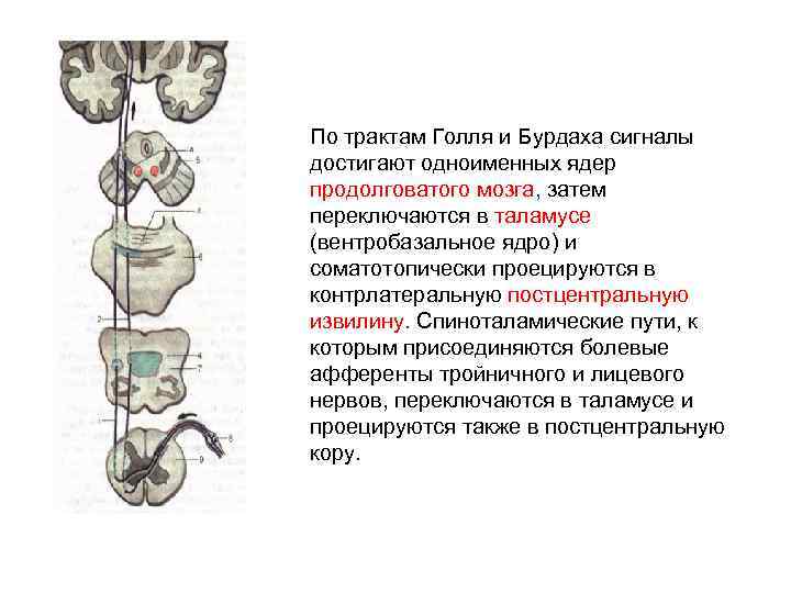 Пучок бурдаха и голля схема