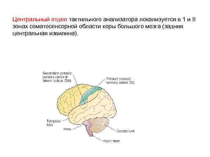 Центральный отдел тактильного анализатора локализуется в 1 и II зонах соматосенсорной области коры большого