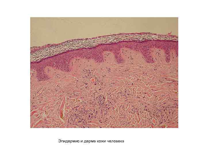 Эпидермис и дерма кожи человека 