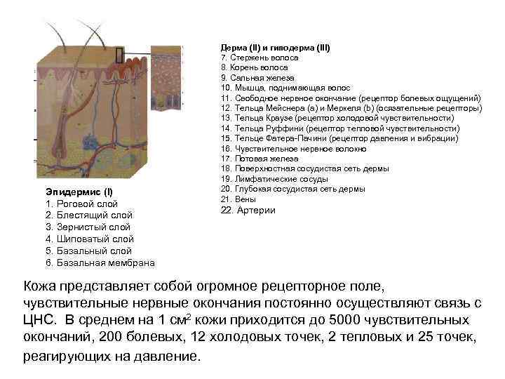 Эпидермис (I) 1. Роговой слой 2. Блестящий слой 3. Зернистый слой 4. Шиповатый слой