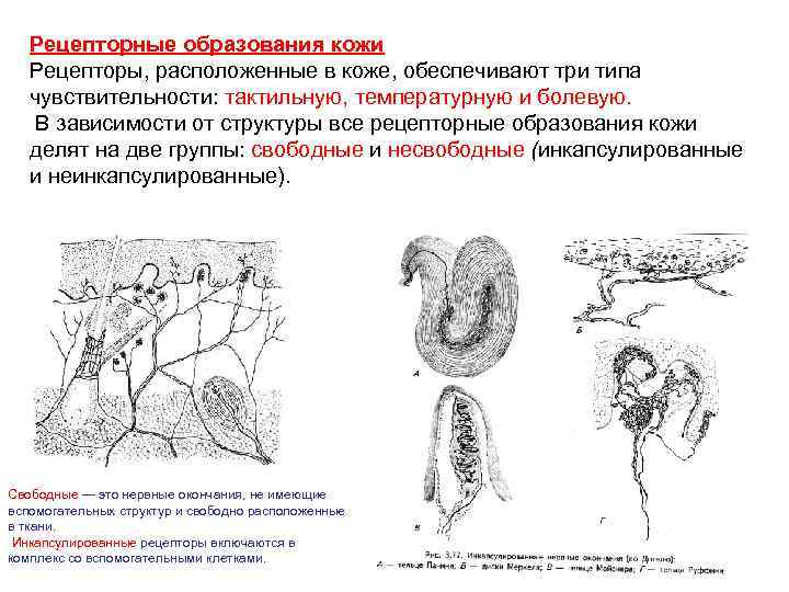 Рецепторные образования кожи Рецепторы, расположенные в коже, обеспечивают три типа чувствительности: тактильную, температурную и