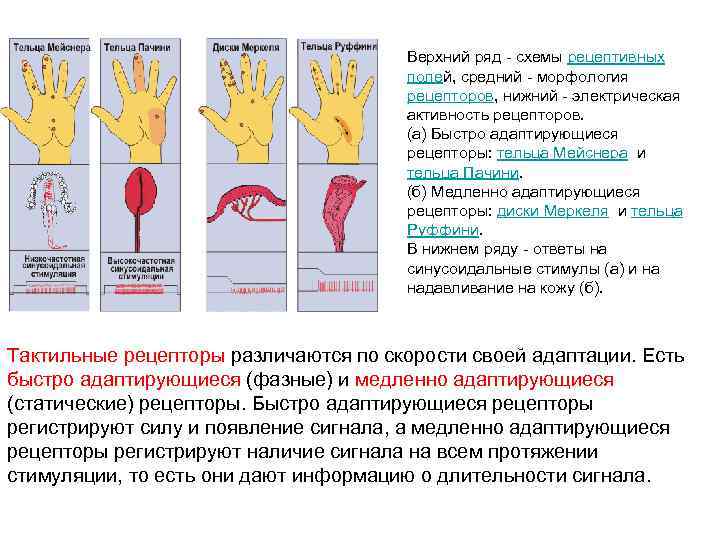 Верхний ряд - схемы рецептивных полей, средний - морфология рецепторов, нижний - электрическая активность