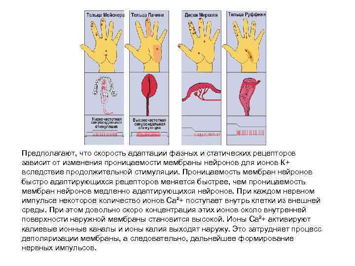 Предполагают, что скорость адаптации фазных и статических рецепторов зависит от изменения проницаемости мембраны нейронов