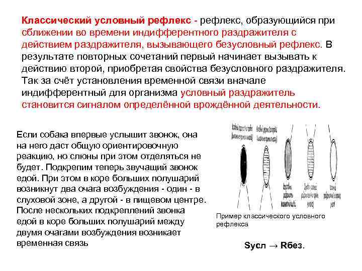 Классический условный рефлекс. Научение в форме классических условных рефлексов. Классический и инструментальный условные рефлексы. Классический условный рефлекс пример.