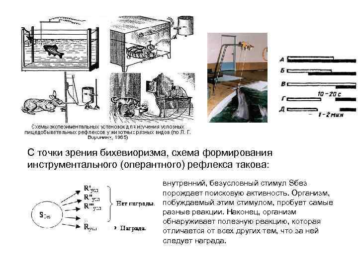 С точки зрения бихевиоризма, схема формирования инструментального (оперантного) рефлекса такова: внутренний, безусловный стимул Sбез