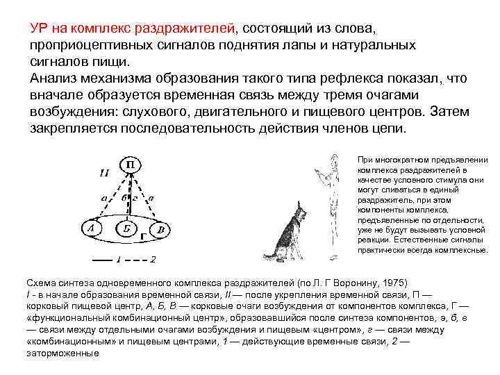 УР на комплекс раздражителей, состоящий из слова, проприоцептивных сигналов поднятия лапы и натуральных сигналов