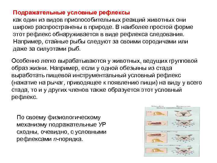 Подражательные условные рефлексы как один из видов приспособительных реакций животных они широко распространены в