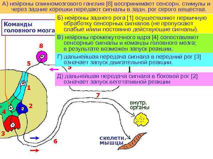 А) нейроны спинномозгового ганглия [8] воспринимают сенсорн. стимулы и через задние корешки передают сигналы