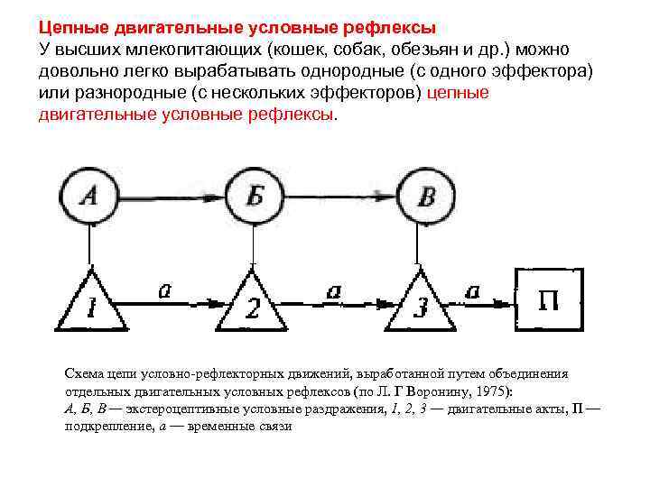 Цепные двигательные условные рефлексы У высших млекопитающих (кошек, собак, обезьян и др. ) можно