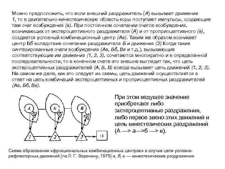 Можно предположить, что если внешний раздражитель (А) вызывает движение 1, то в двигательно кинестезическую