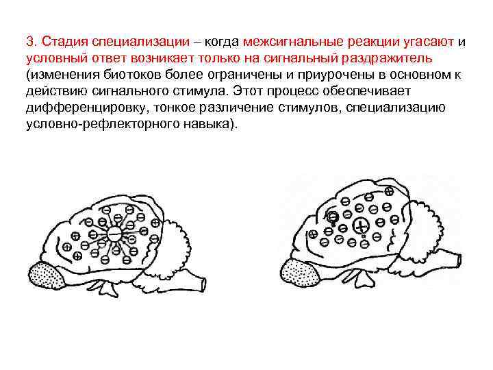 3. Стадия специализации – когда межсигнальные реакции угасают и условный ответ возникает только на