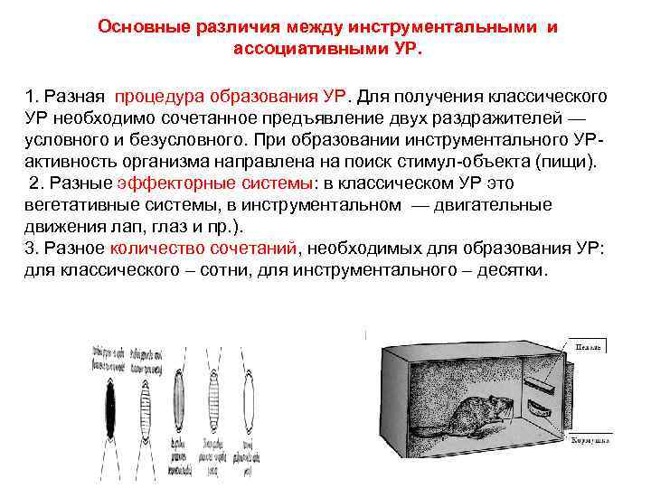 Основные различия между инструментальными и ассоциативными УР. 1. Разная процедура образования УР. Для получения