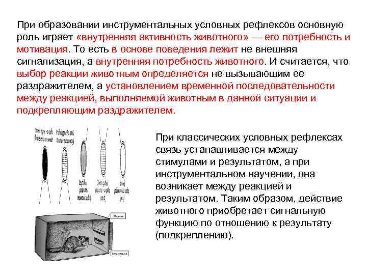 При образовании инструментальных условных рефлексов основную роль играет «внутренняя активность животного» — его потребность