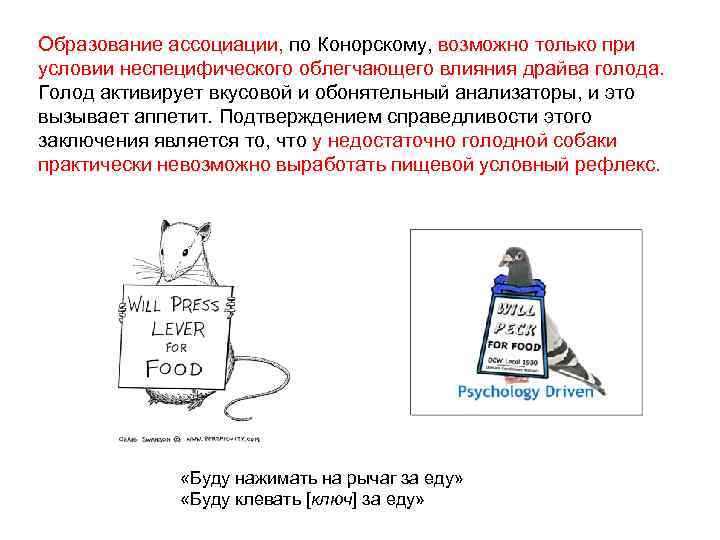 Образование ассоциации, по Конорскому, возможно только при условии неспецифического облегчающего влияния драйва голода. Голод