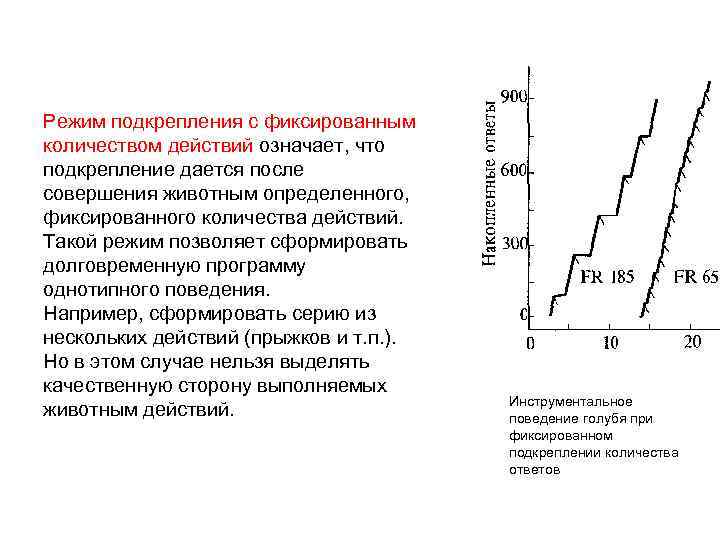 Режим подкрепления с фиксированным количеством действий означает, что подкрепление дается после совершения животным определенного,