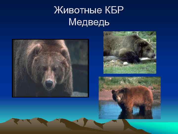 Животные КБР Медведь 