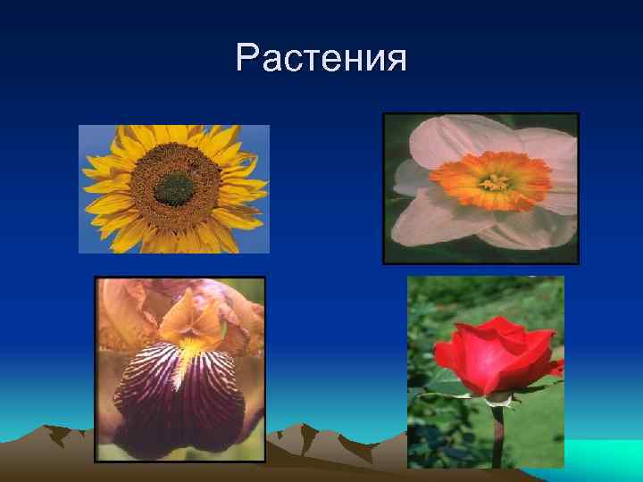 Растения 