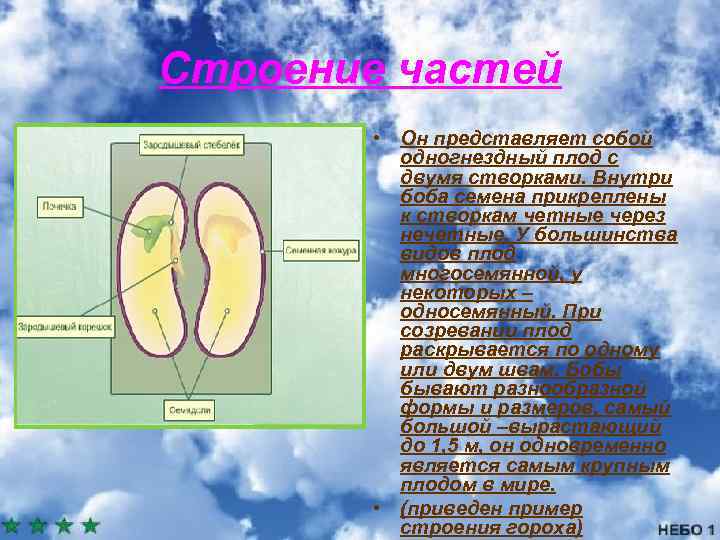 Строение частей • Он представляет собой одногнездный плод с двумя створками. Внутри боба семена