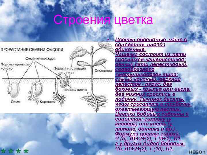 Строения цветка • Цветки обоеполые, чаще в соцветиях, иногда одиночные. Чашечка состоит из пяти