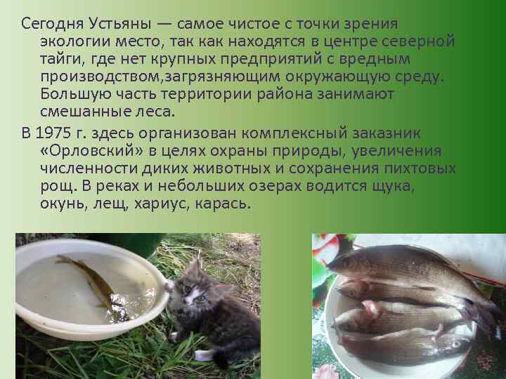 Сегодня Устьяны — самое чистое с точки зрения экологии место, так как находятся в