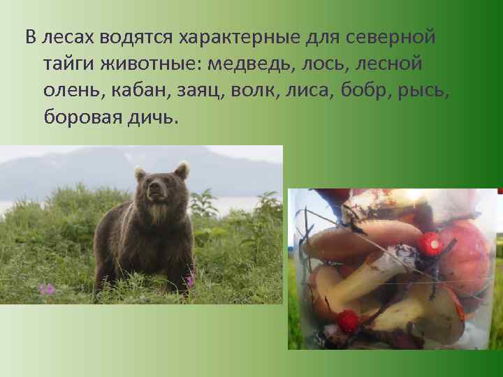 В лесах водятся характерные для северной тайги животные: медведь, лось, лесной олень, кабан, заяц,