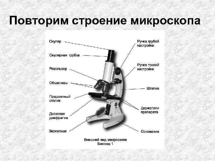 Повторим строение микроскопа 