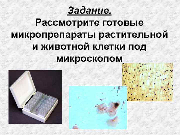 Задание. Рассмотрите готовые микропрепараты растительной и животной клетки под микроскопом 