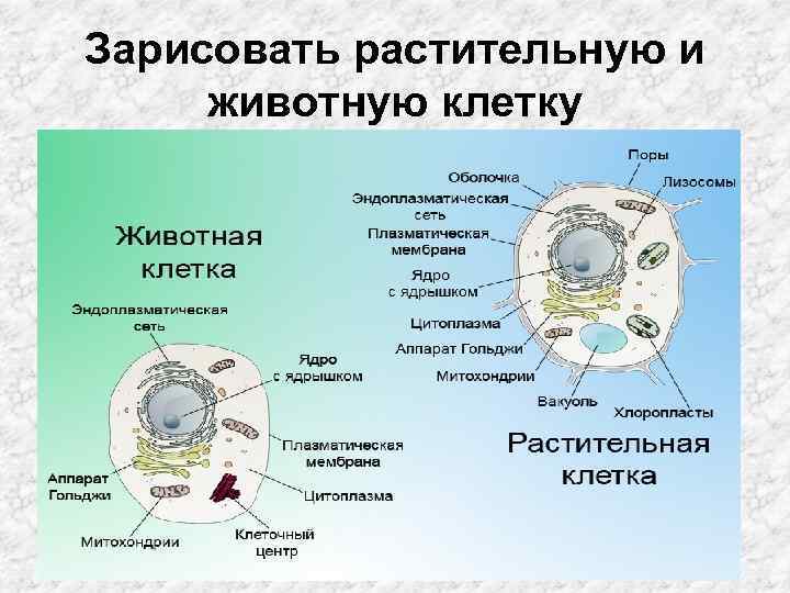 Зарисовать растительную и животную клетку 