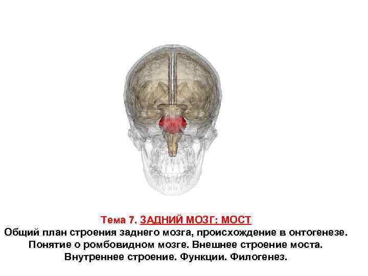 Тема 7. ЗАДНИЙ МОЗГ: МОСТ Общий план строения заднего мозга, происхождение в онтогенезе. Понятие