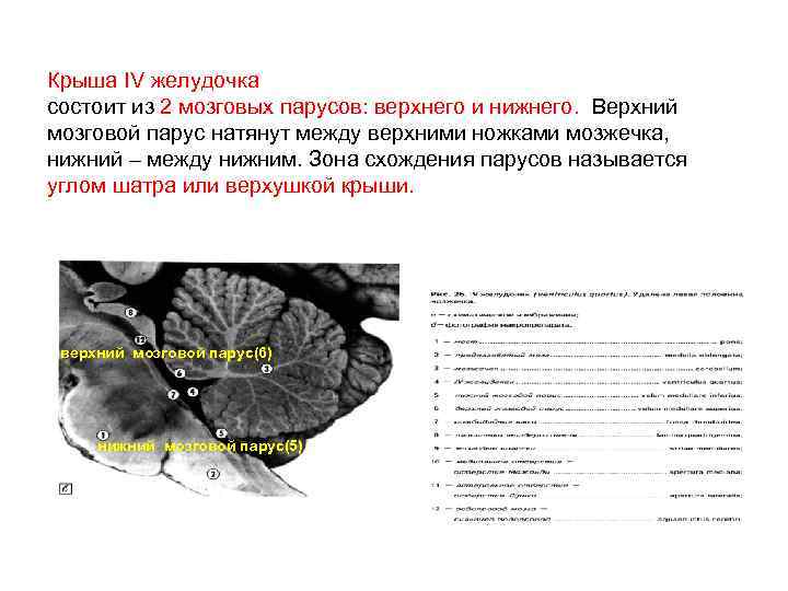 Крыша IV желудочка состоит из 2 мозговых парусов: верхнего и нижнего. Верхний мозговой парус