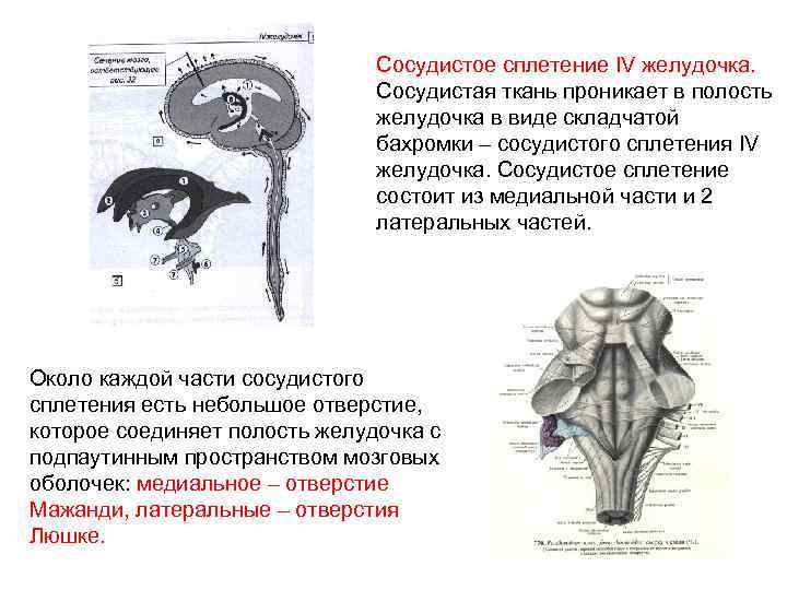 Сосудистое сплетение IV желудочка. Сосудистая ткань проникает в полость желудочка в виде складчатой бахромки