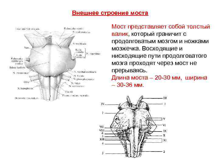 Поверхности заднего мозга. Варолиев мост внешнее и внутреннее строение. Варолиев мост внутреннее строение. Продолговатый мозг строение задняя поверхность. Варолиев мост строение анатомия.