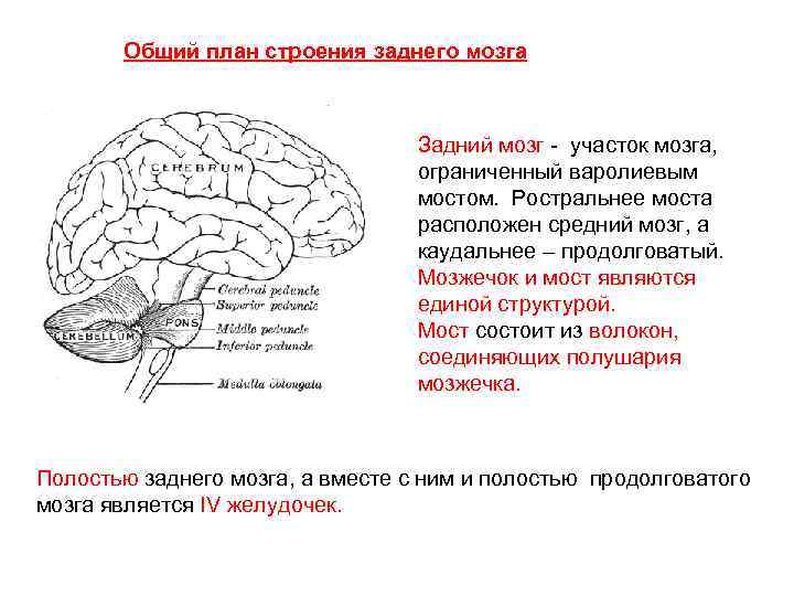 Особенности заднего мозга. Задний мозг мост и мозжечок. Общий план строения мозжечка. Общий план строения заднего мозга. Задний мозг строение анатомия.