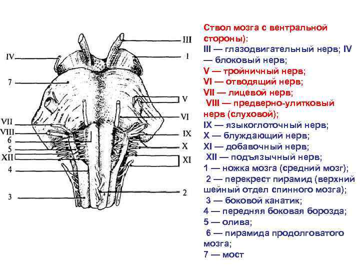 Ствол мозга с вентральной стороны): III — глазодвигательный нерв; IV — блоковый нерв; V