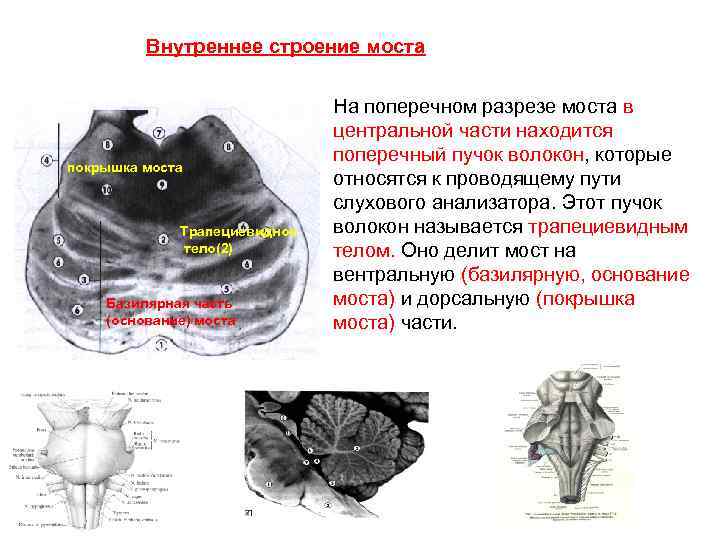 Задний мозг презентация анатомия