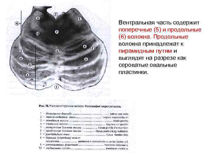 Вентральная часть содержит поперечные (5) и продольные (6) волокна. Продольные волокна принадлежат к пирамидным